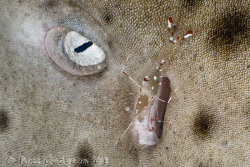 A big job.  Cleaner Shrimp at work on a 2m Leopard Shark.... by Ross Gudgeon 